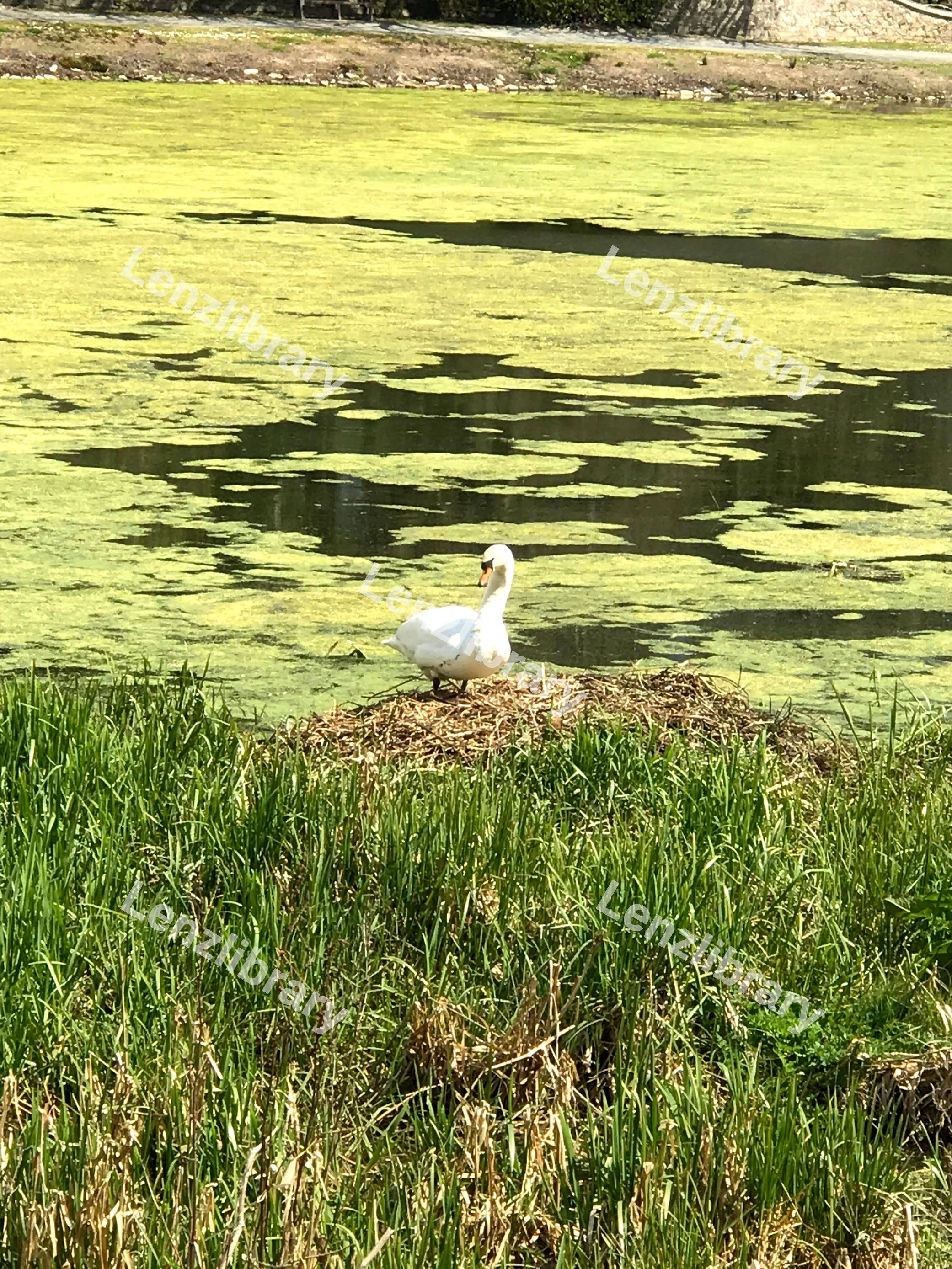 Duck In A Pond